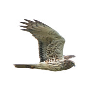 Swamp Harrier